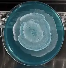 Mortierella from Yosemite