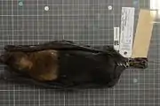 A dark brown bat with a lighter brown neck and forehead