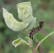 Brun form of caterpillar