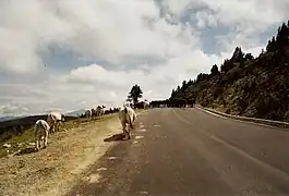 Cattle and horses on the road at 1 kilometre (0.62&nbsp;mi) from the finish