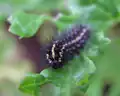 Magpie moth (Nyctemera&nbsp;annulata) caterpillar feeding on ragwort in Wellington, New Zealand