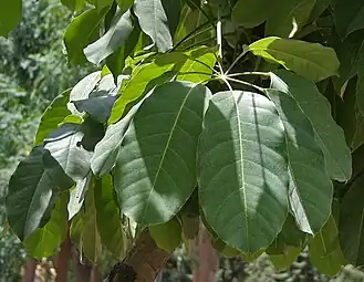 Leaves in Hyderabad
