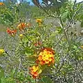 Wild Lantana flowers growing