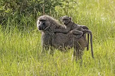 Mother ape carrying her child