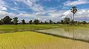 Opaque and mirroring green paddy fields with palm tree in Don Det.