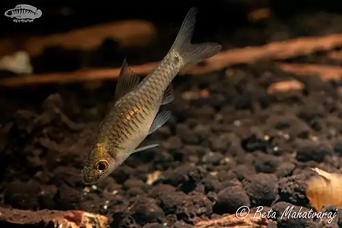 Oreichthys coorgensis