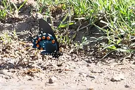 Pipevine Swallowtail Butterfly
