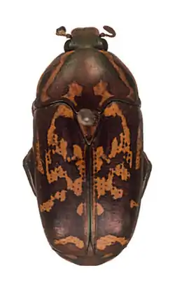 Poecilopharis poggi flyensis Holotype male