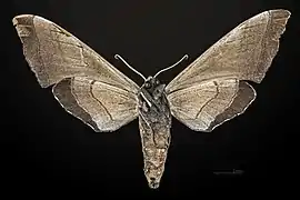 Female underside