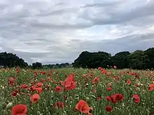 Poppy fields near Wheatmoor Farm, within the ward of Roughley, Sutton Coldfield