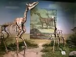 Two giraffids on display in the Cenozoic gallery.