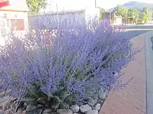 Purple flowering subshrub planted along road