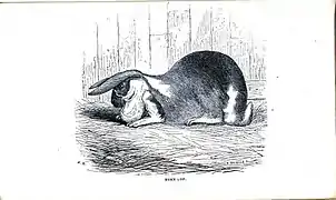 Horn lop earsIllustration by E. Whimper, ca.1862