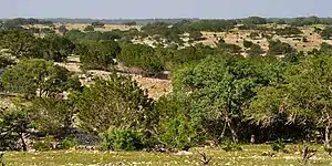Ranchland seen from Highway 336, Real County (14 April 2012)