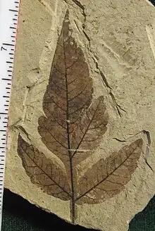 Rhus hybrid fossil – about 49.5&nbsp;million years old, Early Ypresian, Klondike Mountain Formation,  Washington