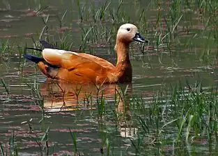 Ruddy shelduck