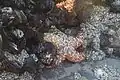 Sea Star Going to Higher Tidal zone to eat