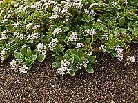 Variety  oculatum has flowers 3–5&nbsp;mm wide with purple throats (Marin County, California)
