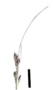 Flowering head (black scale bar represents 10&nbsp;mm)