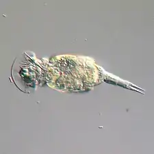 Rotifers, usually 0.1–0.5&nbsp;mm long, may look like protists but have many cells and belongs to the Animalia.