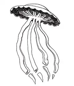 A Stygiomedusa jellyfish, which can grow up to 10&nbsp;m (33&nbsp;ft) in length.