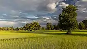 Sunny green paddy fields with trees and long shadows at golden hour, during the monsoon, in Don Det.