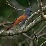 African paradise flycatcher
