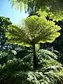 A Tree Fern in the Gardens