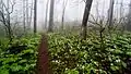 Trillium and Mayapples in bloom along the Trico Tower Trail