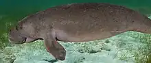 photo of Qatar's dugongs