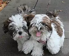 Image 10Two Shih Tzu puppies  (from Puppy)