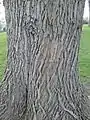 Bark of 'Vegeta', Inverleith Park, Edinburgh
