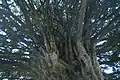Underside of the famous yew in churchyard of church of S. Peter & S. Paul, Harlington, Middlesex, 2014.