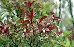 Vaccinium padifolium, flowers.