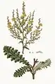 Verbascum sinuatum illustration