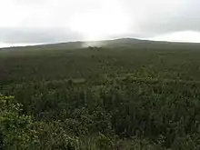 Photo of forest looking upslope toward the top of Mauna Loa. A shaft of sunlight illuminates a small area within the dark green expanse of woods