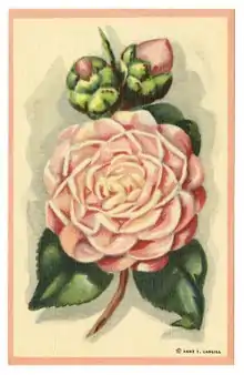 Postcard of Camellia Pink Perfection; Verso: "Camellia Pink Perfection (Frau Mina Seidel). Southern Gardens are aflame in Mid-Winter with gorgeous and vari-colored Camellias."; Verso: "Genuine Curteich Chicago, "C.T. Photo-Colorit""